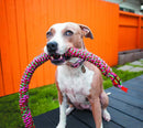SNAKEBITER  DOG ROPES