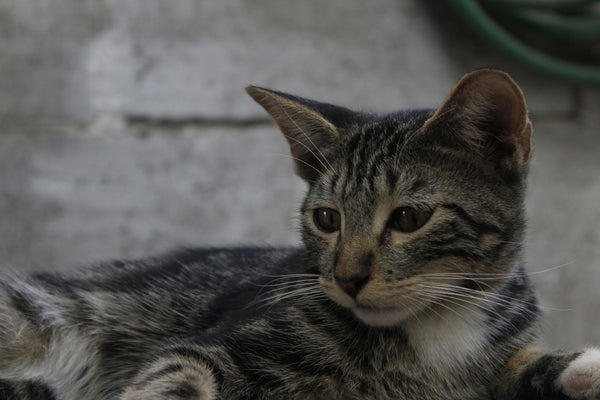 What’s the Best Diet for an Indoor Cat?