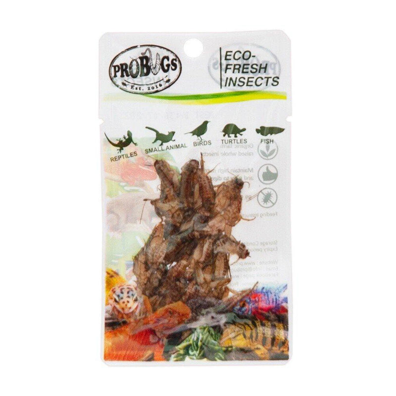 PRO BUGS CRICKETS 6G