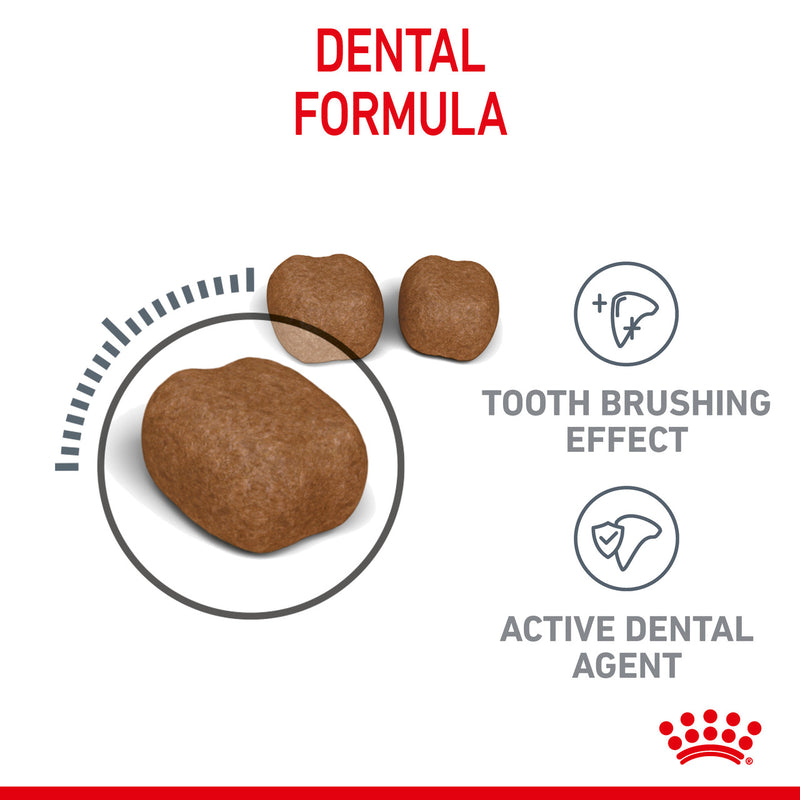 ROYAL CANIN DENTAL CAT FOOD