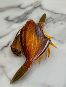 FISH OF THE WEEK