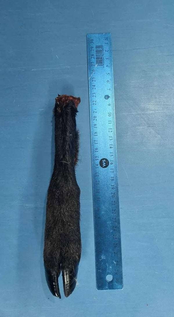SHEEP LEG