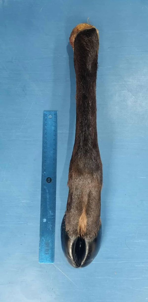 WHOLE VENISON LEG