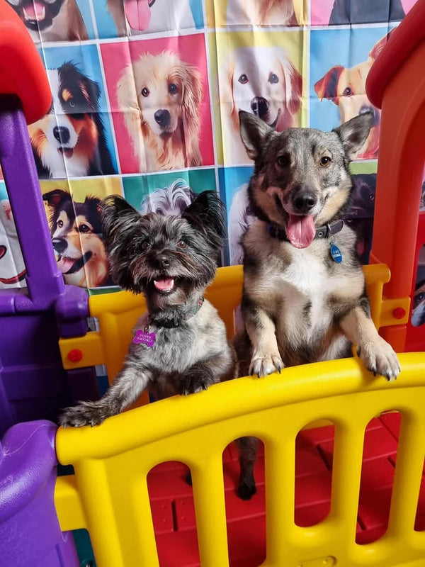 DOG DAY CARE SUBSCRIPTION