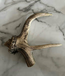 DEER ANTLER (SINGLES)