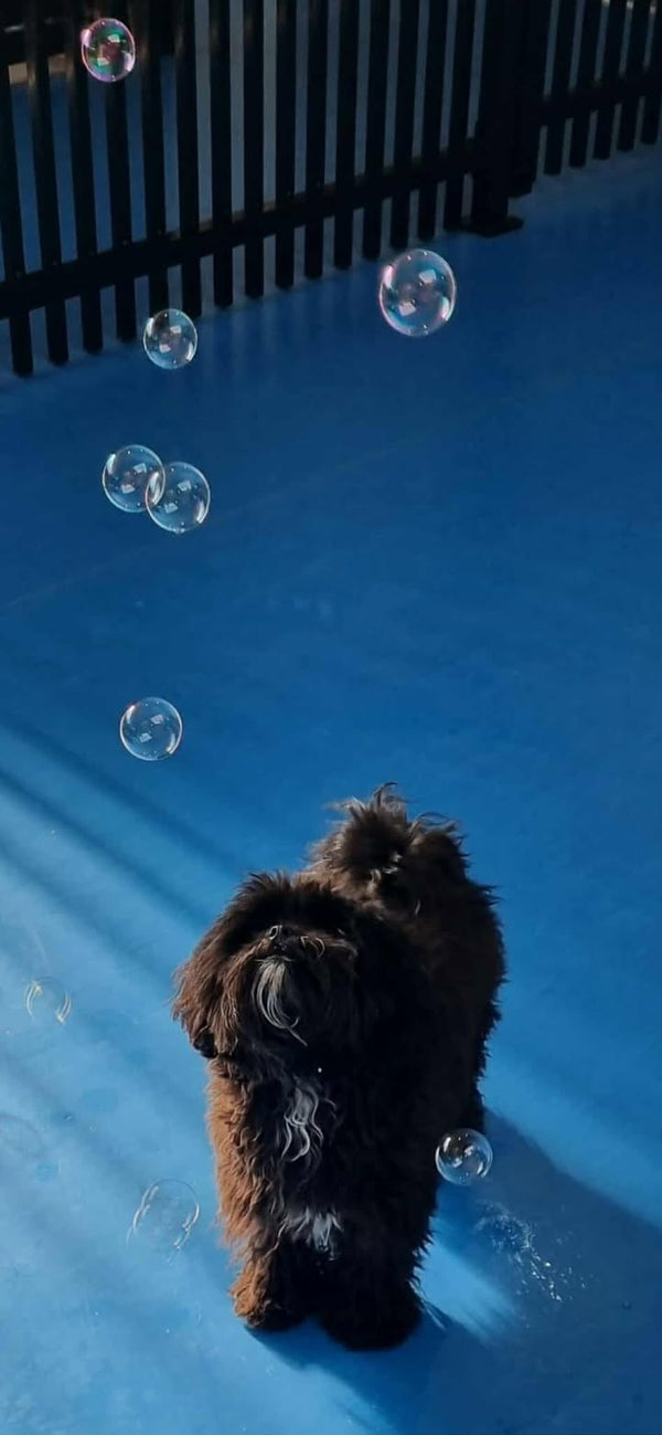 DOG DAY CARE CASUAL