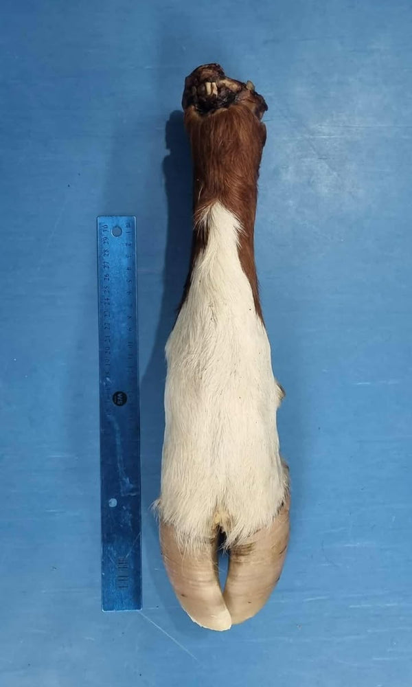 WHOLE COWS LEG