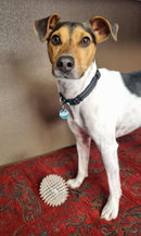 DOG DAY CARE HALF DAY