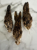 WILD RABBIT