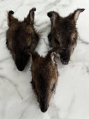 WALLABY HEAD
