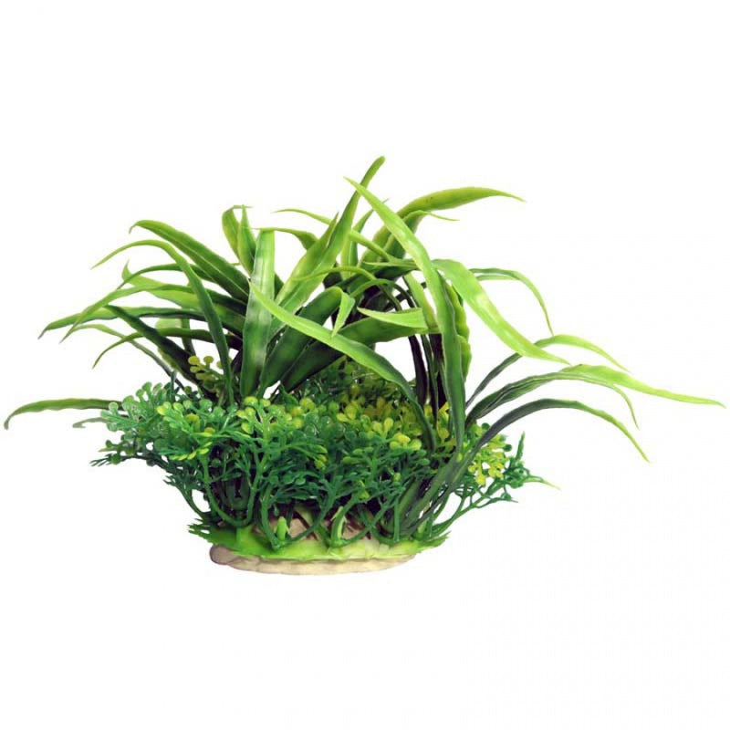 ECOSCAPE GREEN CRINUM