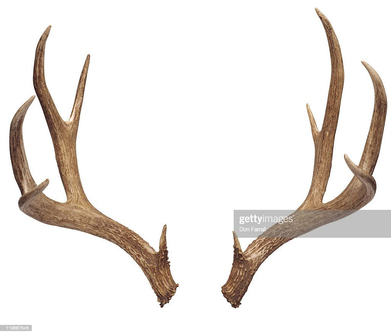 DEER ANTLER (SINGLES)