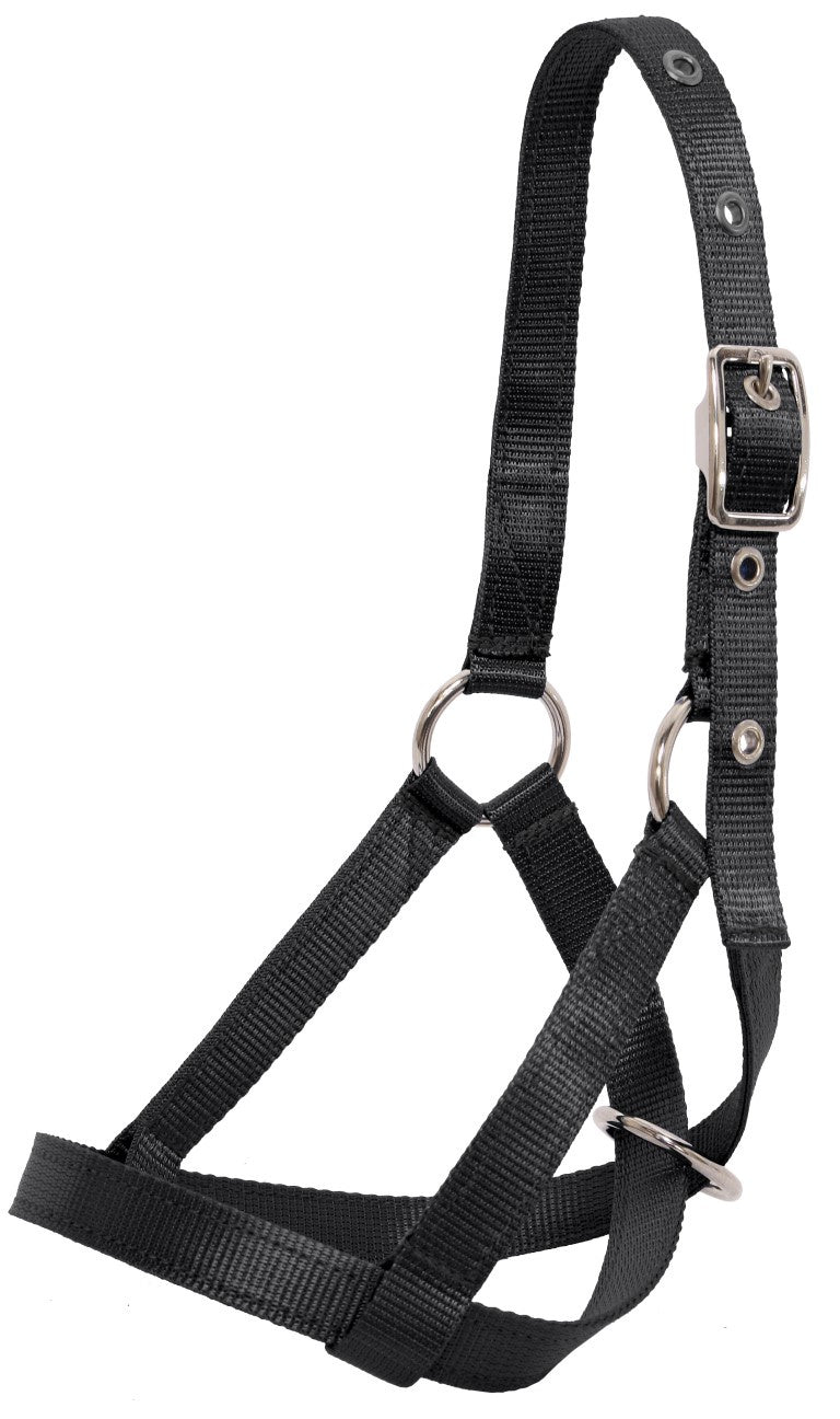 Web Calf Halter