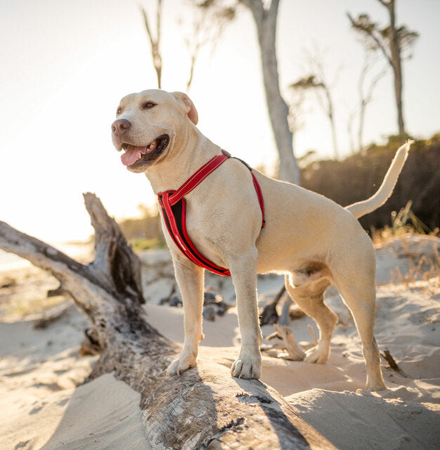 EZYDOG CHEST PLATE HARNESS