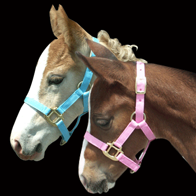 Blue Tag Web Halter Foal