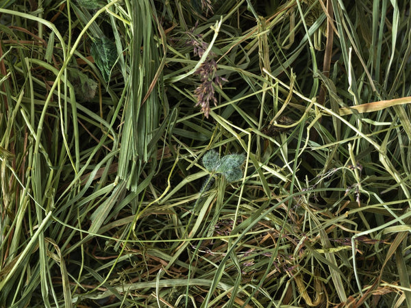 TOPFLITE MEADOW HAY BULK BOX