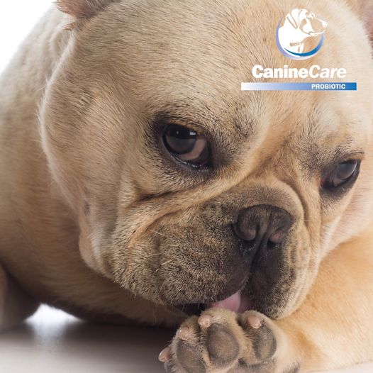 Canine Care Probiotic Spray