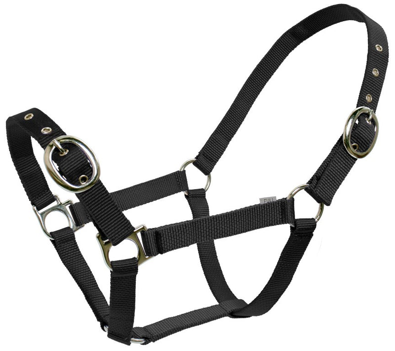 Blue Tag Web Halter Foal